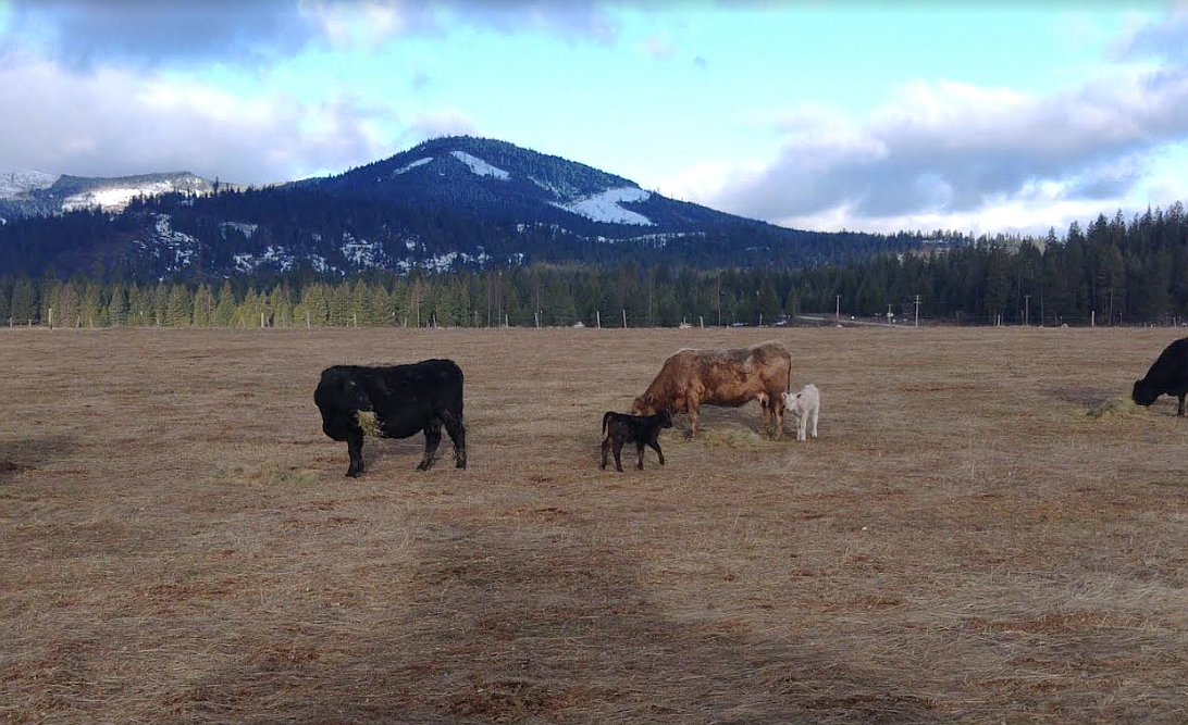 New calves and other cattle are seen on the Rathdrum Prairie this spring. A symposium addressing concerns regarding protection of the Rathdrum Prairie Aquifer and the preservation of agricultural lands and open spaces in the face of rapid development in the region will be held at 9:30 a.m. April 20 at the Kootenai County Fairgrounds.