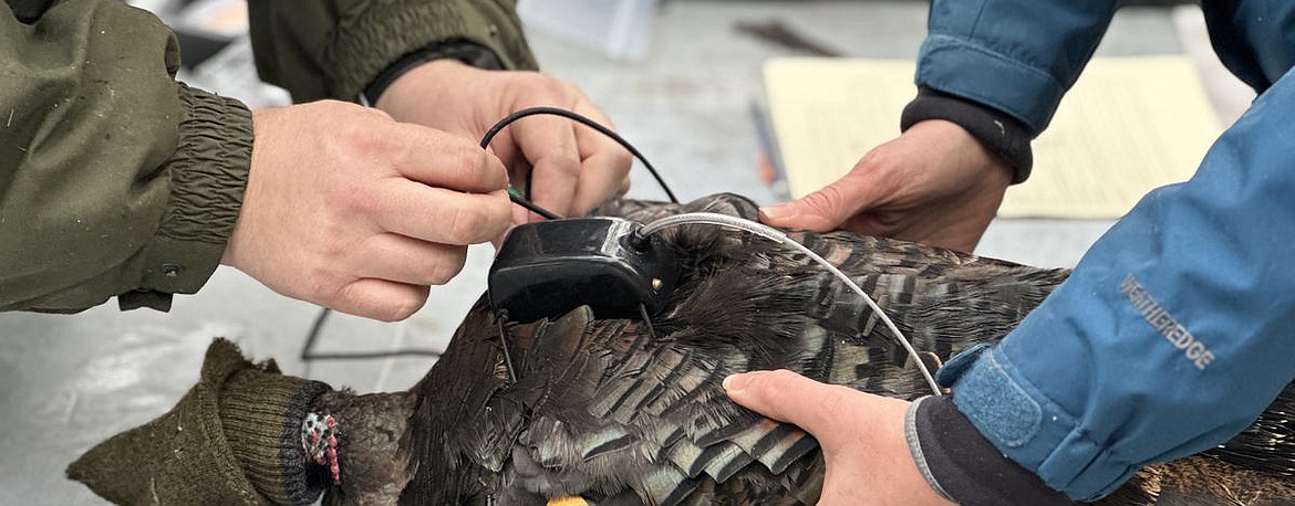 Idaho Fish and Game staff in the Panhandle recently launched a project to better understand wild turkey populations in North Idaho.