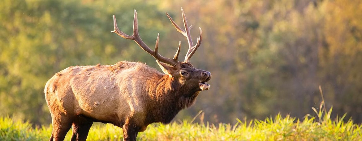 Idaho Fish and Game is seeking comments on its draft Idaho Elk Management Plan 2024-2030.