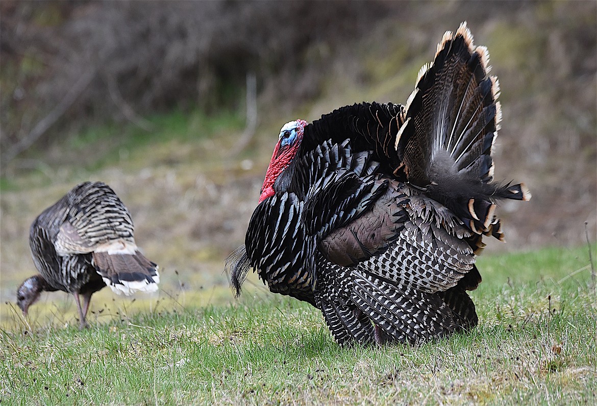 A male wild turkey courts a female on Saturday, April 6, 2024, in Libby. (Scott Shindledecker/The Western News)