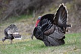 Spring gobbler season begins April 15