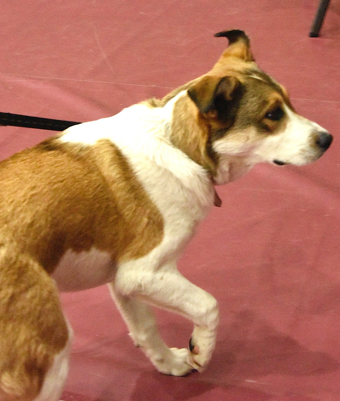 Sitka is ready, really ready, to leave the spay and neuter clinic after his procedure. (Berl Tiskus/Leader)
