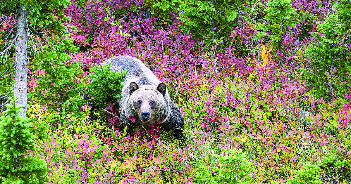 Columbia Falls a natural ‘funnel’ for bears | Hungry Horse News