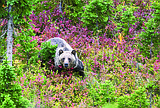 Columbia Falls a natural ‘funnel’ for bears
