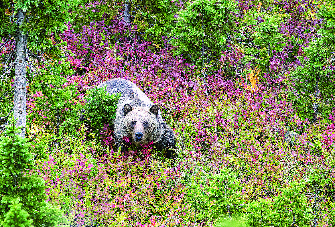 A grizzly bear on the move in Montana.