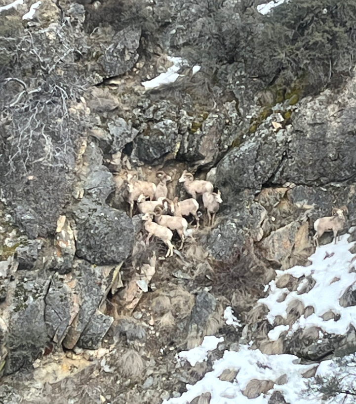 Recent aerial surveys by Fish and Game staff in the Middle Fork Salmon River showed promising results for the area’s bighorn sheep population.