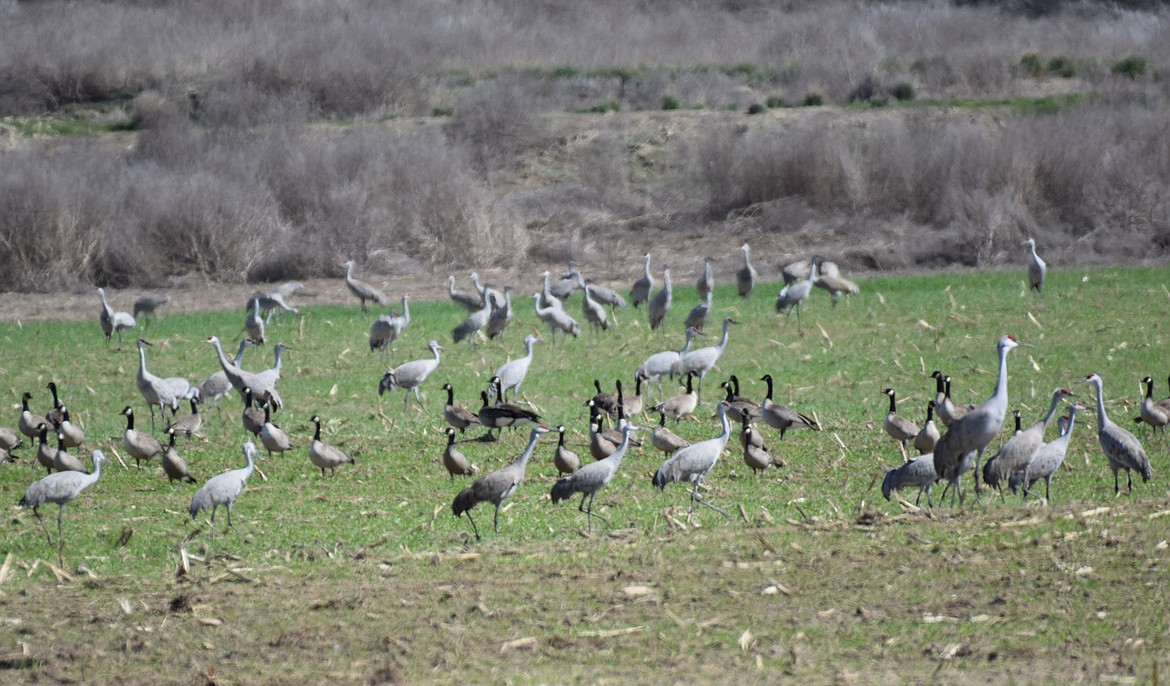 Sandhill Cranes rest in a field north of Othello. According to a recent announcement, the Washington Department of Fish and Wildlife will conduct drone surveys over known locations of sandhill cranes in Klickitat County to assess the technology’s effectiveness in population monitoring.