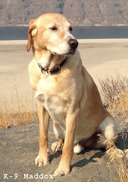 The Grant County Sheriff’s office announced Thursday that Narcotics K-9 Deputy Maddox has passed away at the age of 17. Maddox served from 2009 to his retirement in 2016. He was a very good boy, the GCSO added. The Columbia Basin Herald appreciates Maddox’s service to the community and we send our sympathies to his handlers and family.