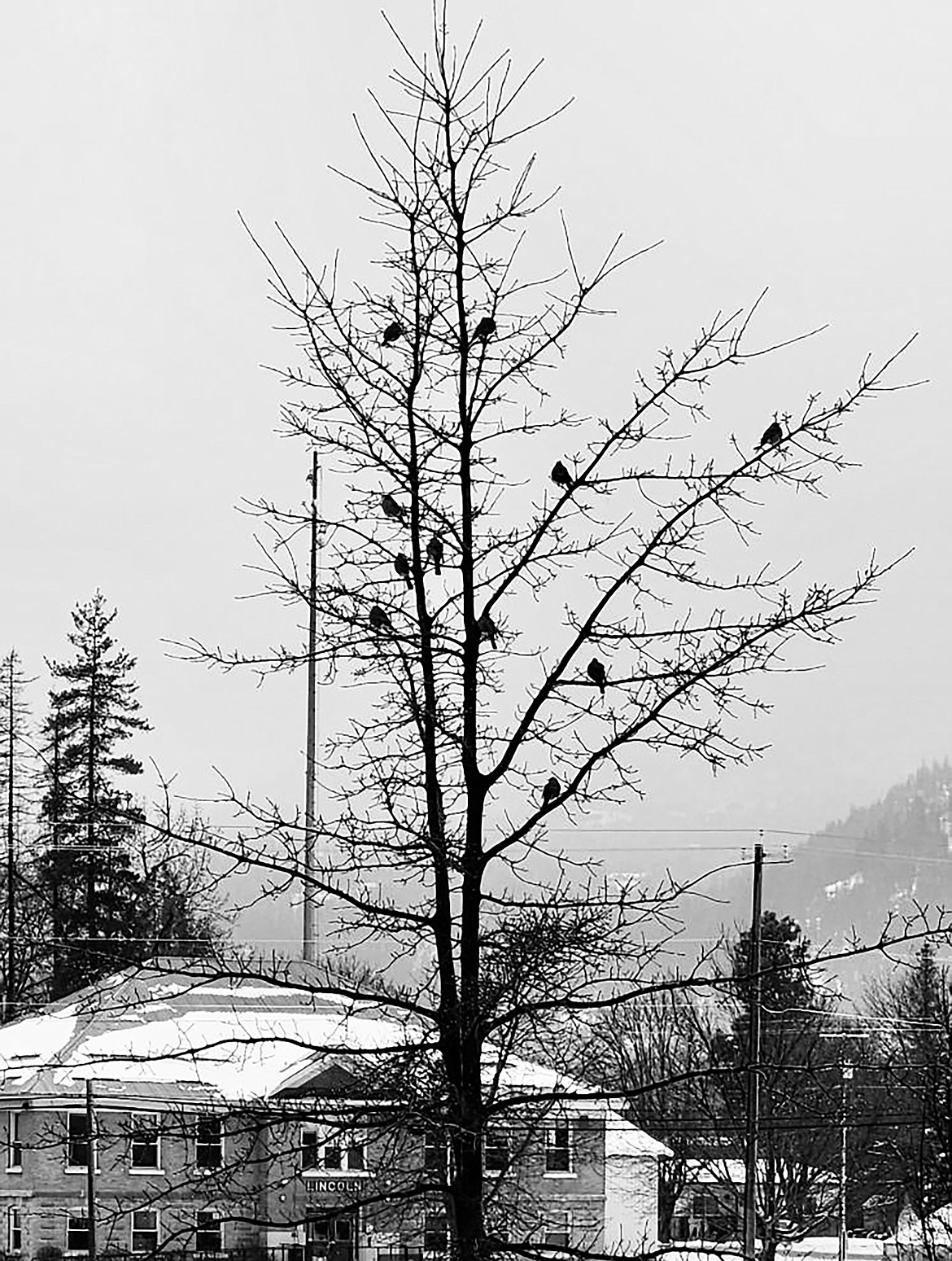 Joan Taylor shared this Best Shot of robins roosting in a tree near Lake Pend Oreille High School after a recent snowstorm. If you have a photo that you took that you would like to see run as a Best Shot or I Took The Bee send it to the Bonner County Daily Bee, P.O. Box 159, Sandpoint, Idaho, 83864; or drop them off at 310 Church St., Sandpoint. You may also email your pictures to the Bonner County Daily Bee along with your name, caption information, hometown, and phone number to news@bonnercountydailybee.com.