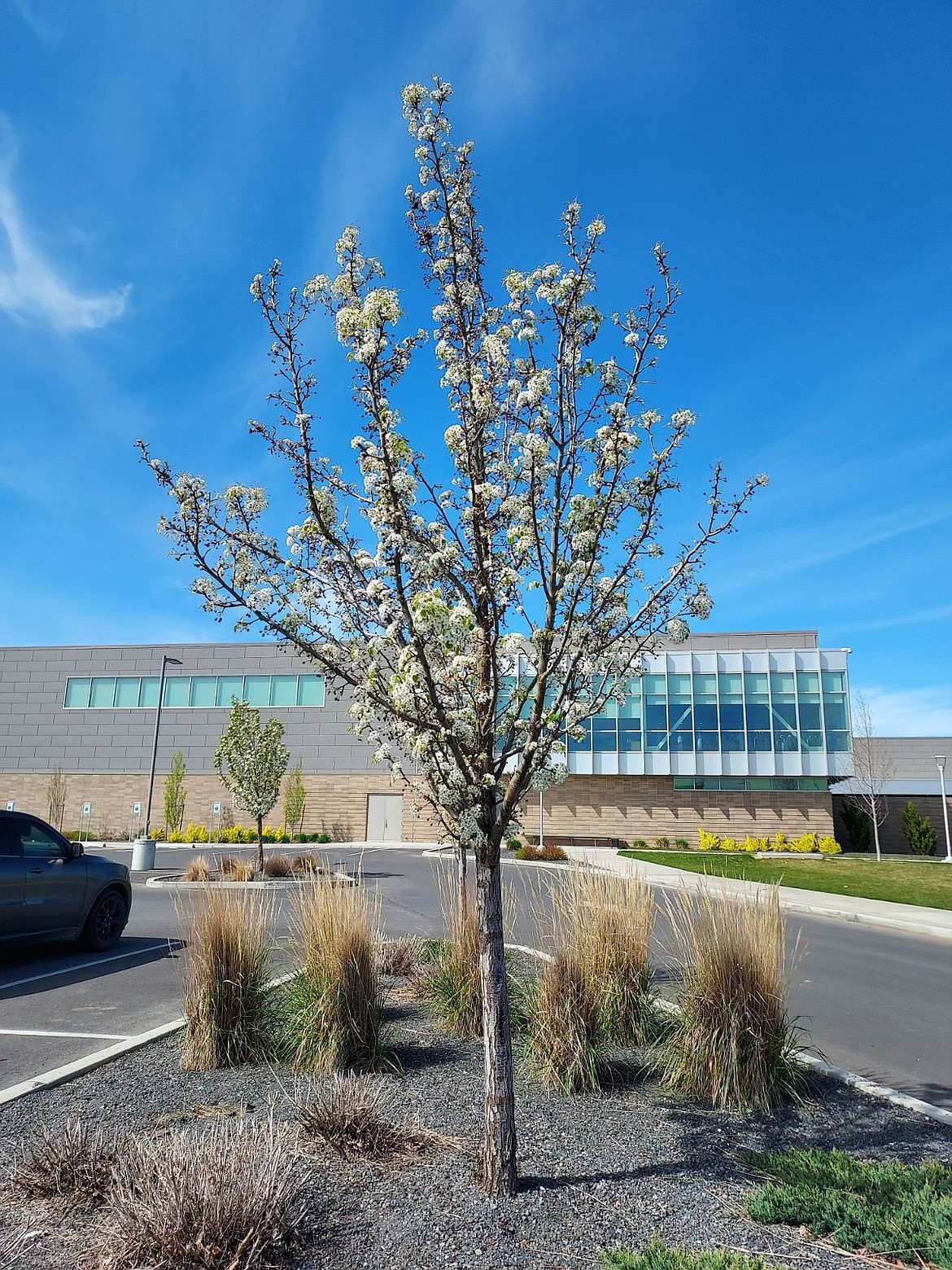 Trees in bloom in the parking lot of Quincy High School. Those with temperature sensitive plants may want to cover them a few nights this week as temperatures will be in the low forties a through Thursday night.