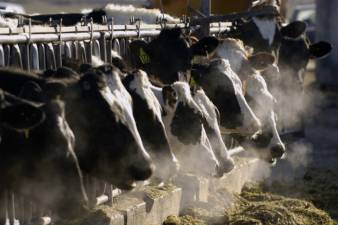 A line of Holstein dairy cows feed through a fence at a dairy farm in Idaho on March 11, 2009. As of April 11, 2024, a strain of the highly pathogenic avian influenza, or HPAI, that has killed millions of wild birds in recent years has been found in at least 24 dairy cow herds in eight U.S. states: Texas, Kansas, New Mexico, Ohio, Idaho, Michigan and North Carolina and South Dakota. (AP Photo/Charlie Litchfield, File)