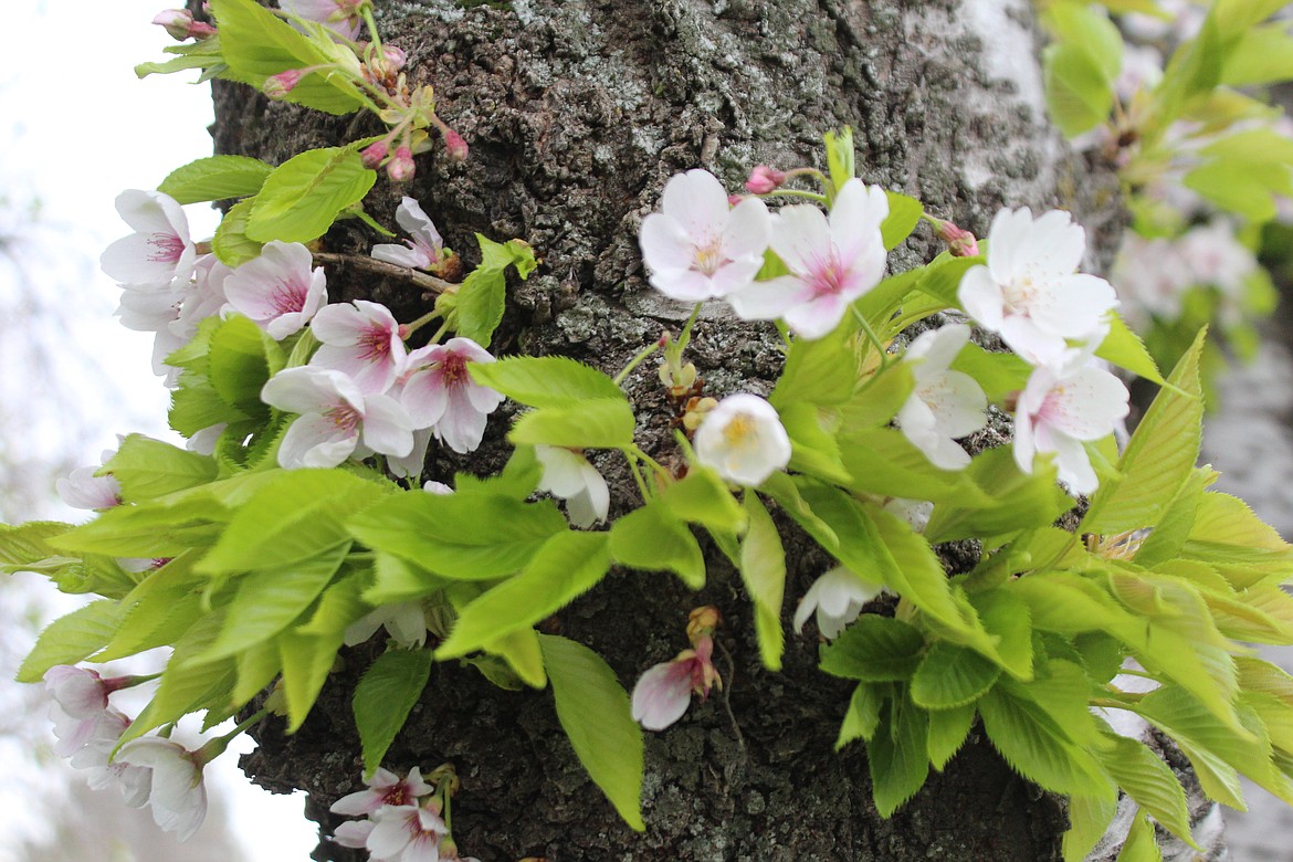 The buds on this ornamental tree may want to think twice about unfurling their petals - seasonal but chilly temperatures will return this week, although the Columbia Basin should be spared any snow.