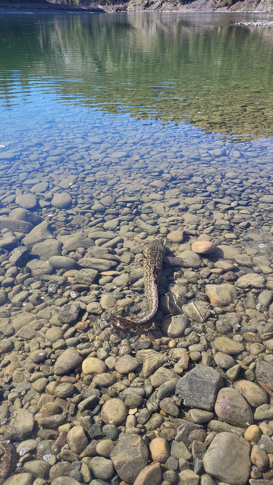 A burbot is pictured in the water. The fish is among the Kootenai Tribe of Idaho'