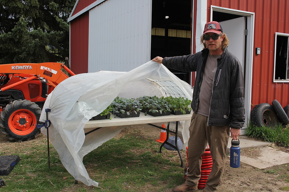 Some cold hearty plants like lettuce and kale are ready to go into the ground at Crescent Ridge Garden. Owner-farmer, Michael Davidson, not only oversees his operation, but is also a big part of the Alberton Farmers Market starting May 16. (Monte Turner/Mineral Independent)