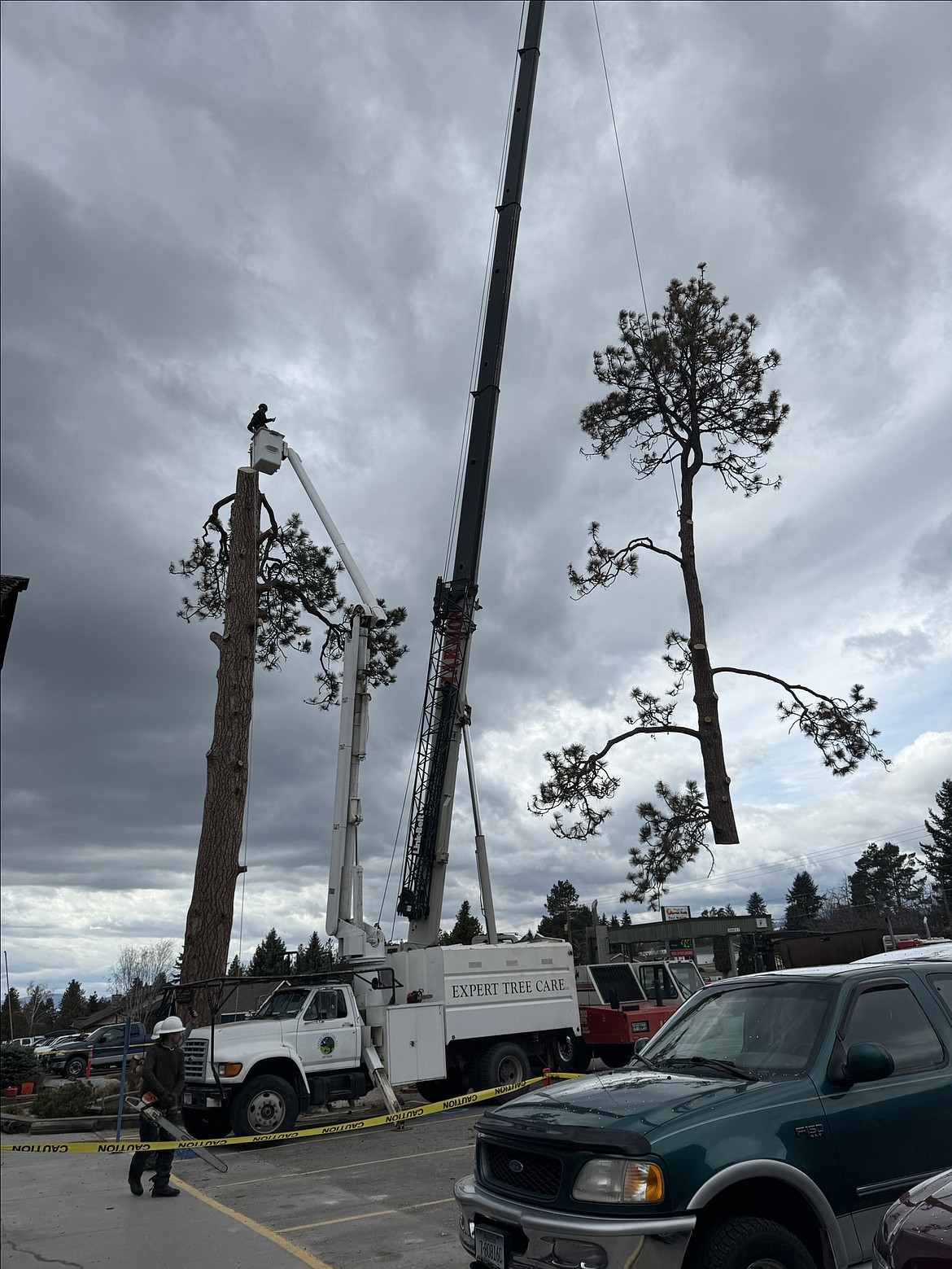 Crews take down the iconic "Tall Pine" tree in Bigfork on April 3, 2024. (Walter Kuhn photo)