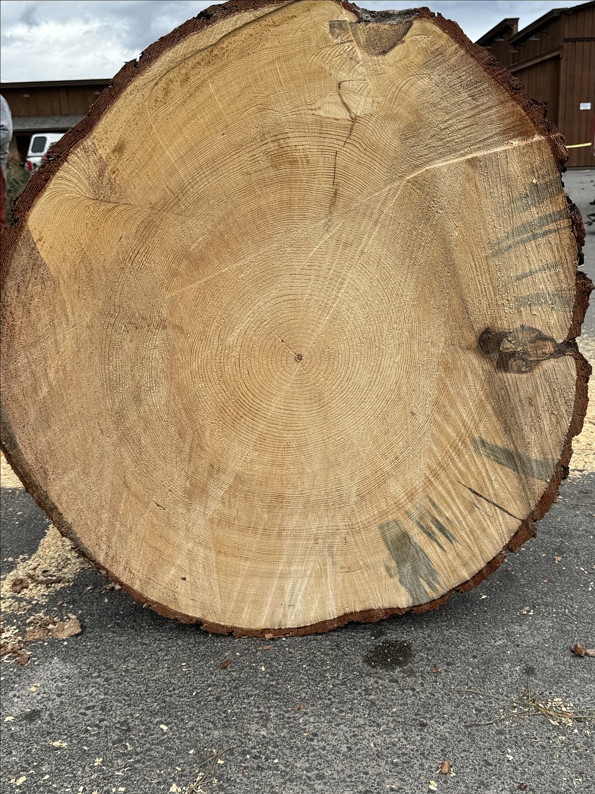 The trunk reveals the many rings of the iconic "Tall Pine" tree in Bigfork. (Walter Kuhn photo)