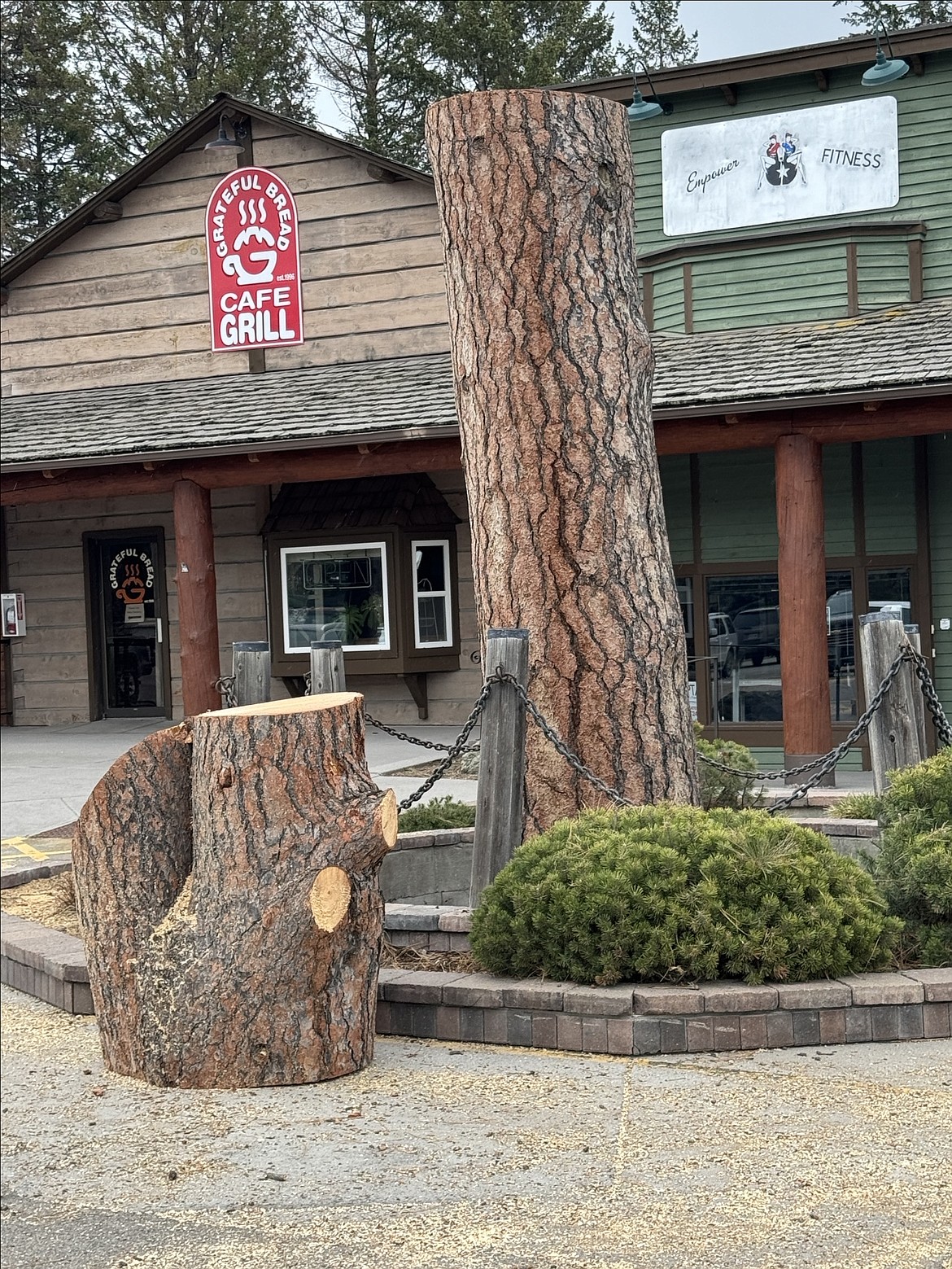 A portion of the iconic "Tall Pine" tree is left standing in front of the Tall Pine Lounge in Bigfork. (Walter Kuhn photo)