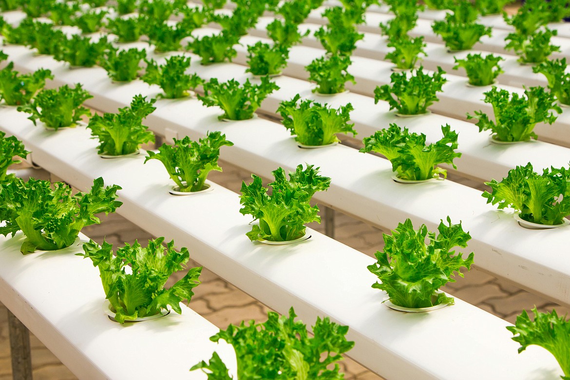 A greenhouse with a larger-scale production of leafy greens. The indoor farming industry has the potential to complement economic development in Grant and Adams Counties, according to representatives of the Port of Othello and Adams County Development Council.