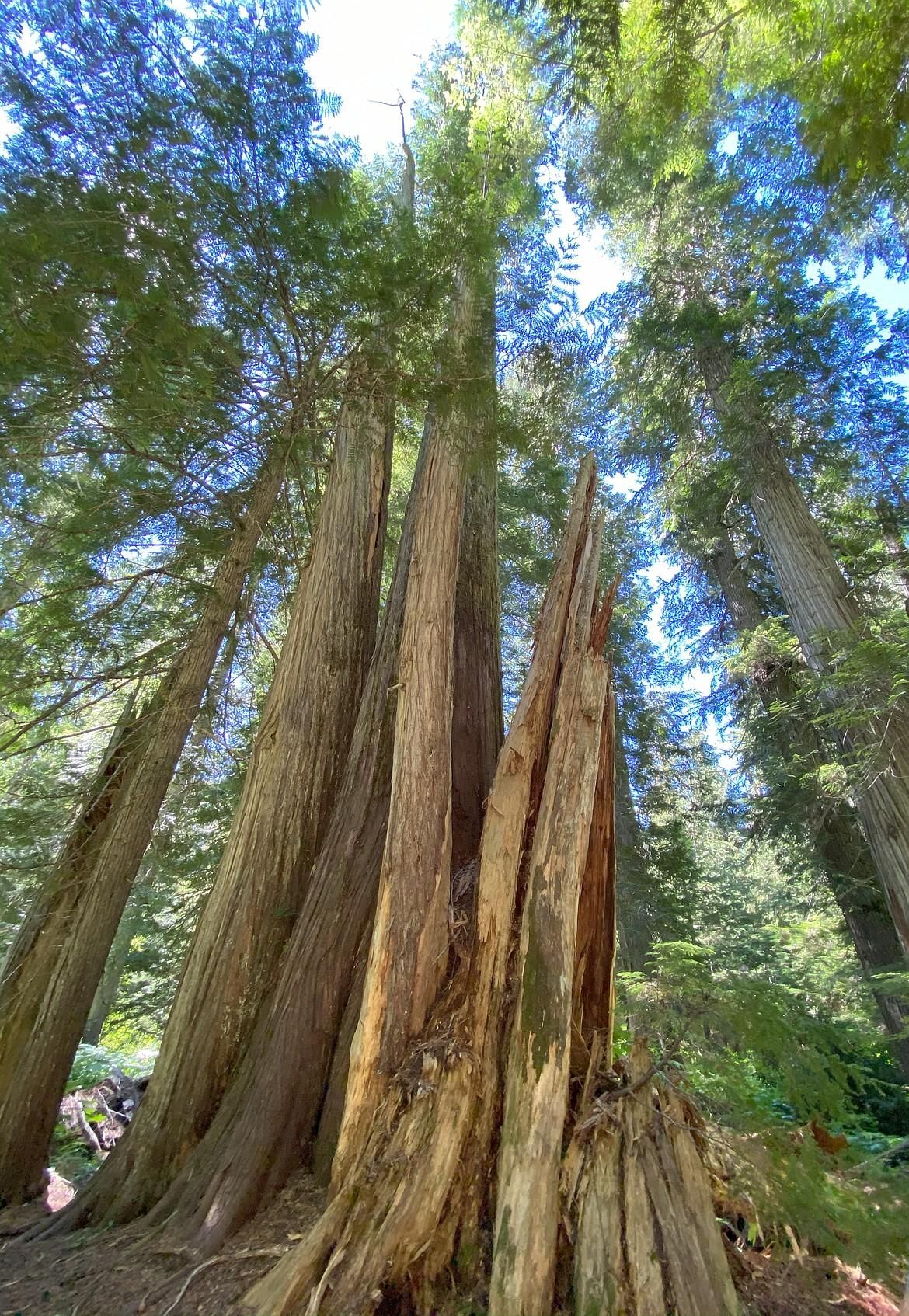 The Roosevelt Grove of the Ancient Cedars is named for President Theodore Roosevelt. Located 13 miles from Nordman on the lake's west side, the grove is split into two segments — remnants of a far larger grove, devastated by a 1926 fire that destroyed about 75 percent of the trees.