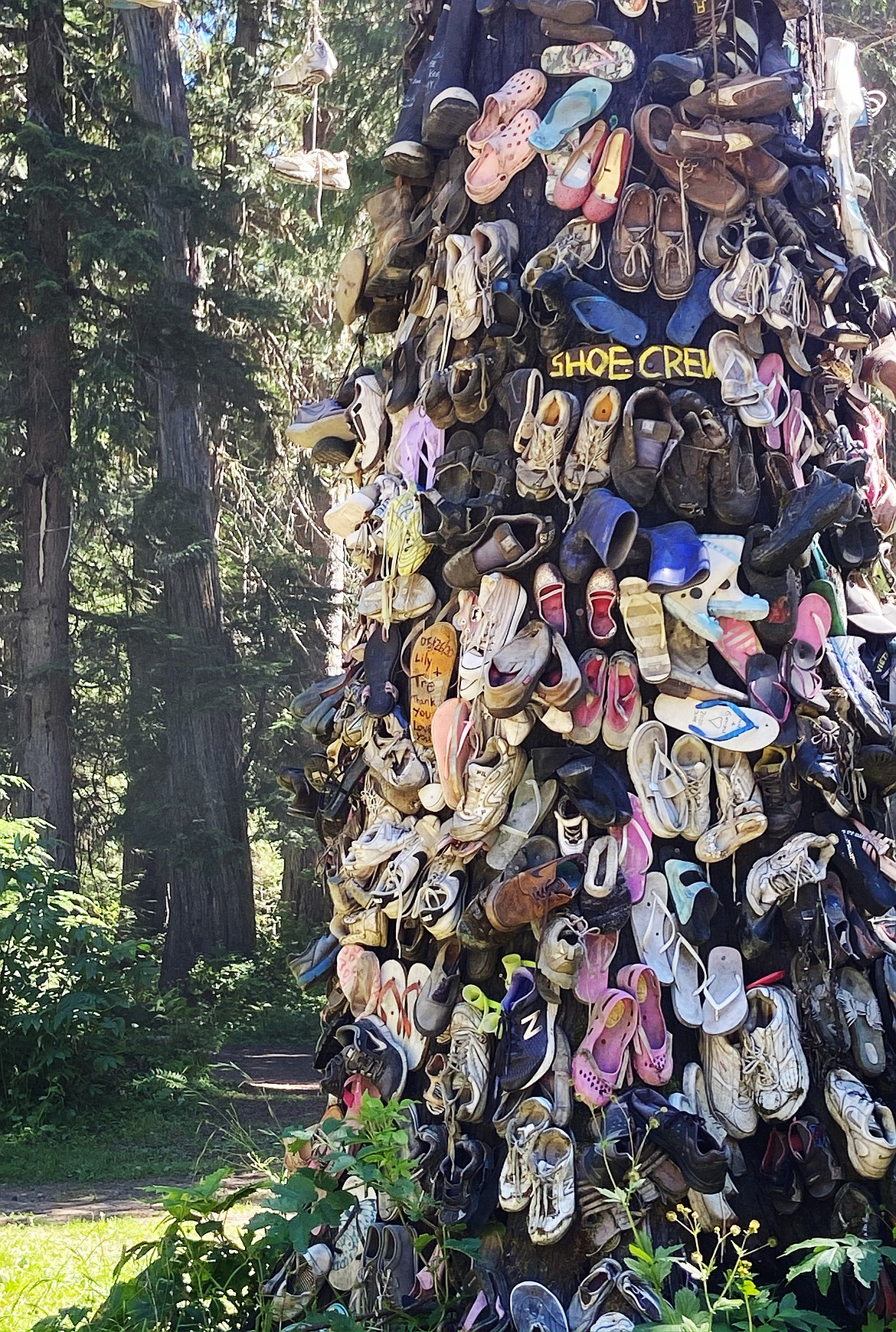 Perhaps the quirkiest of the Priest Lake attractions is the shoe tree located near the cedar groves. The tree is the second iteration of the original, destroyed in a 2010 fire.