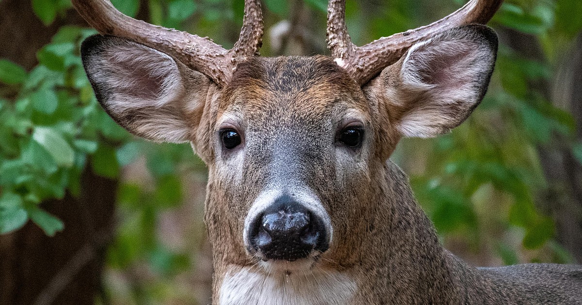 WDFW releases new hunting season and regulation information Columbia