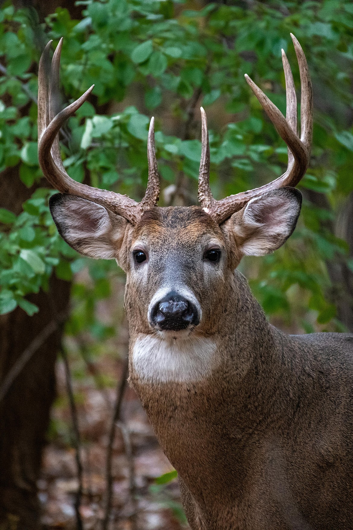 Updated hunting rules for game of all sorts has been released by the Washington Department of Fish and Wildlife.