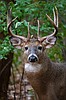 WDFW releases new hunting season and regulation information