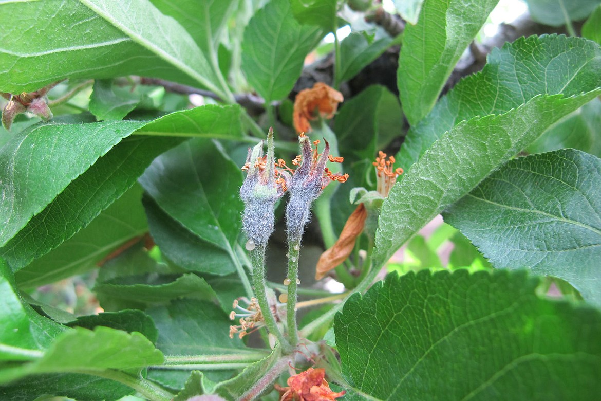 A blossom in an orchard affected by fire blight, a disease that infects apple and pear orchards across the globe.