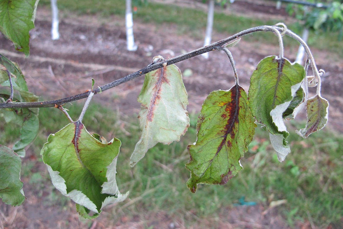 A branch of a tree infected with fire blight. The April 4 Fire Blight Webinar discusses new data and updates on antibiotic resistance in fire blight.