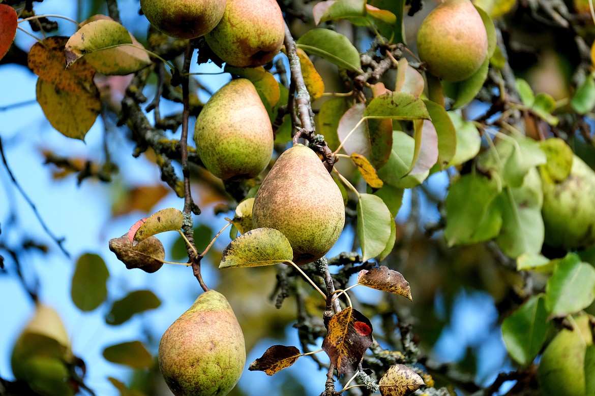A pear tree in Washington. Pears and apples are susceptible to fire blight across the globe, but resistance to the common antibiotic streptomycin is particularly high in the Western United States, including Washington, Oregon, California and more, according to Frank Zhao, a professor of plant pathology at Washington State University.