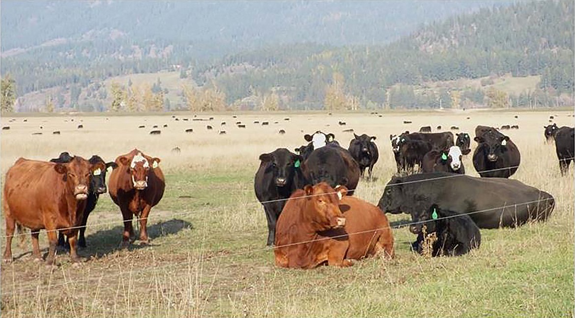 A history of cattle in the Purcell Trench — and the men and women who raised them — will be featured at an upcoming program at the Boundary County Museum. The event is set for 4 p.m. on Saturday, April 20, at the museum.