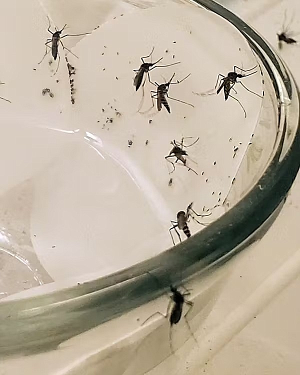 Aedes aegypti female mosquitoes laying their eggs in a laboratory breeding container.