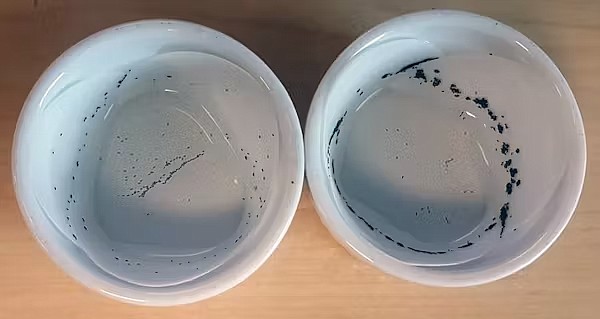The black spots in the container on the right indicate that Aedes aegypti females have chosen it as a place to lay their eggs over the identical site on the left.