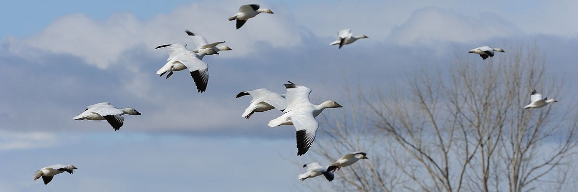 Waterfowl are on the move in Idaho.