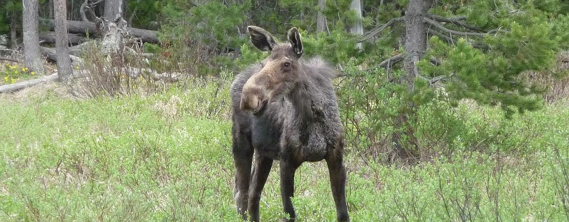 A moose looks around in Idaho.