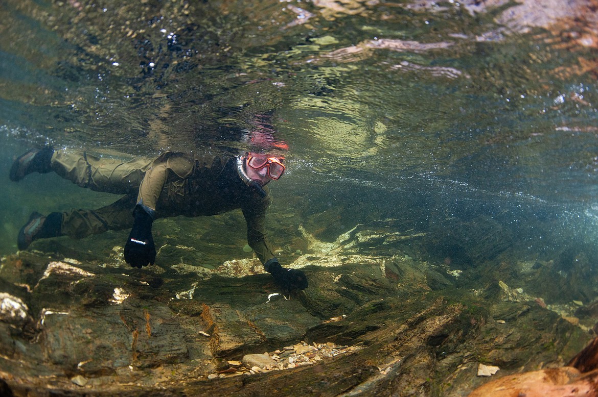 University of Montana student Jacob Steinle snorkels Rattlesnake Creek near Missoula as part of his Fisheries Techniques class. (UM photo by Ryan Brennecke)