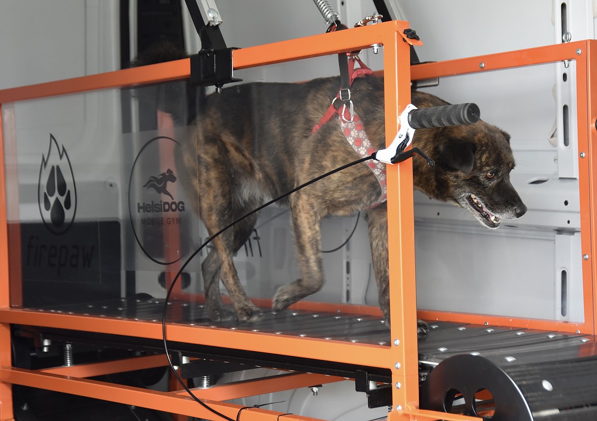 Echo runs on the treadmill inside the Helsi Mobile Dog Gym van. (Heidi Desch/Daily Inter Lake)