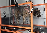 Mobile dog gym brings exercise to the dogs