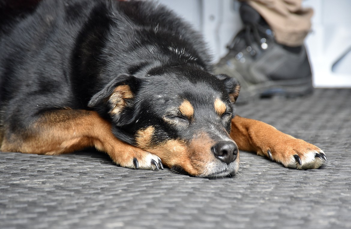 Tango takes a nap after running on the Helsi Mobile Dog Gym treadmill. (Heidi Desch/Daily Inter Lake)