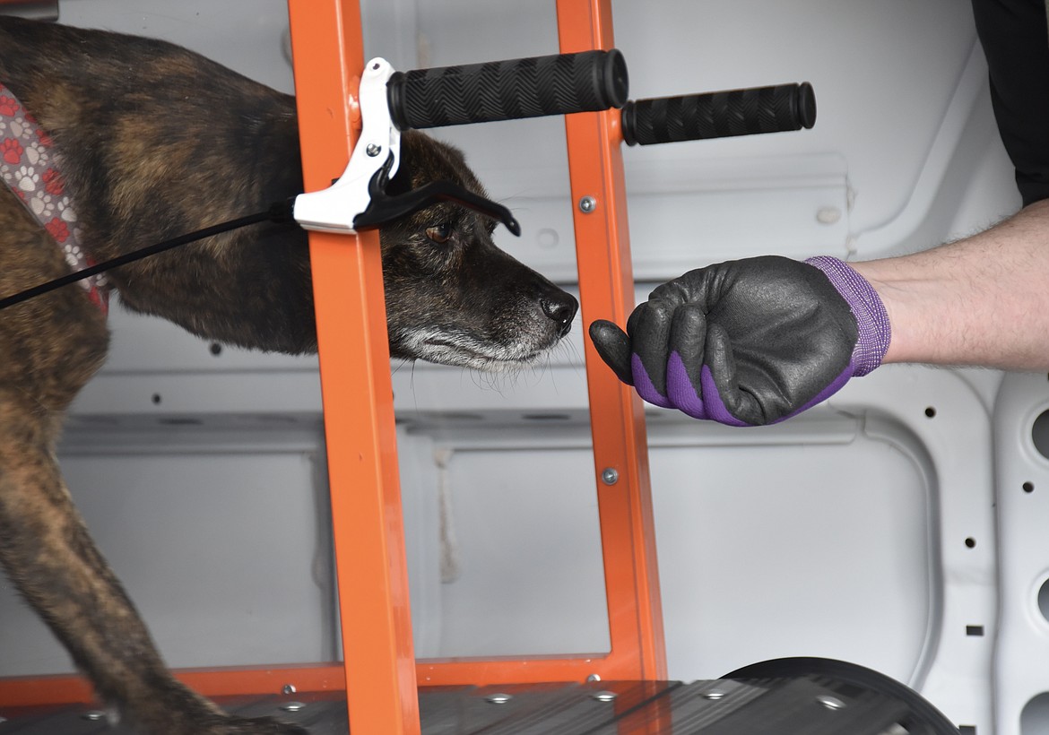 Matt DeFries, owner of Helsi Mobile Dog Gym, uses treats to coax Echo to walk on the treadmill. (Heidi Desch/Daily Inter Lake)