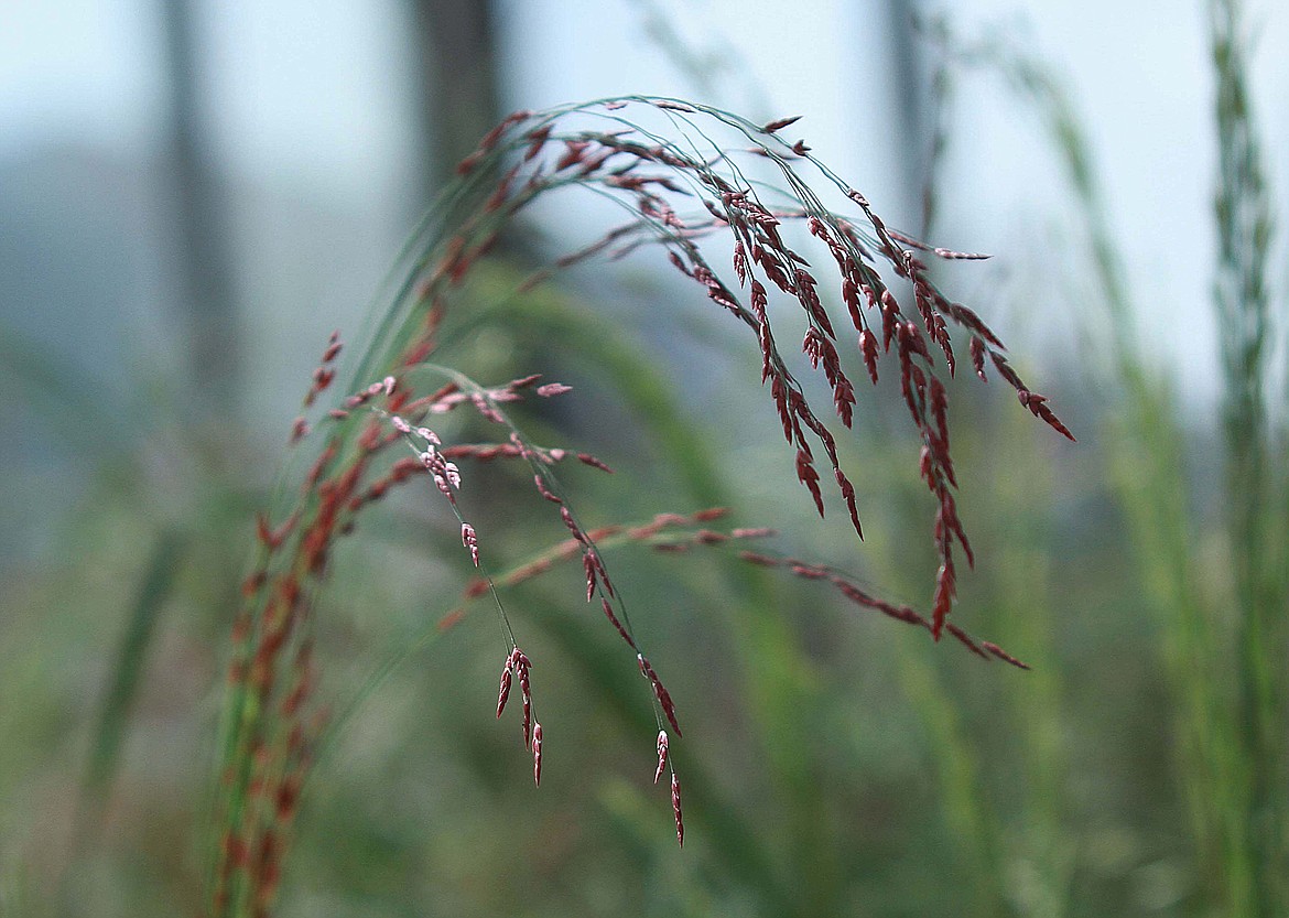 A teff crop grows in a greenhouse at Bishoftu Agricultural Research Institute in Ethiopia. Teff, which is an important staple in East Africa, is virtually unknown in the U.S. except in Ethiopian immigrant communities.