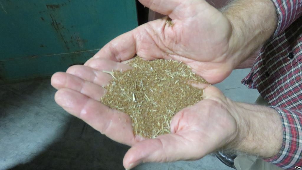 The Teff Company co-founder Wayne Carlson shows the tiny grains of teff before cleaning. There are 2,500 to 3,000 grains per gram.