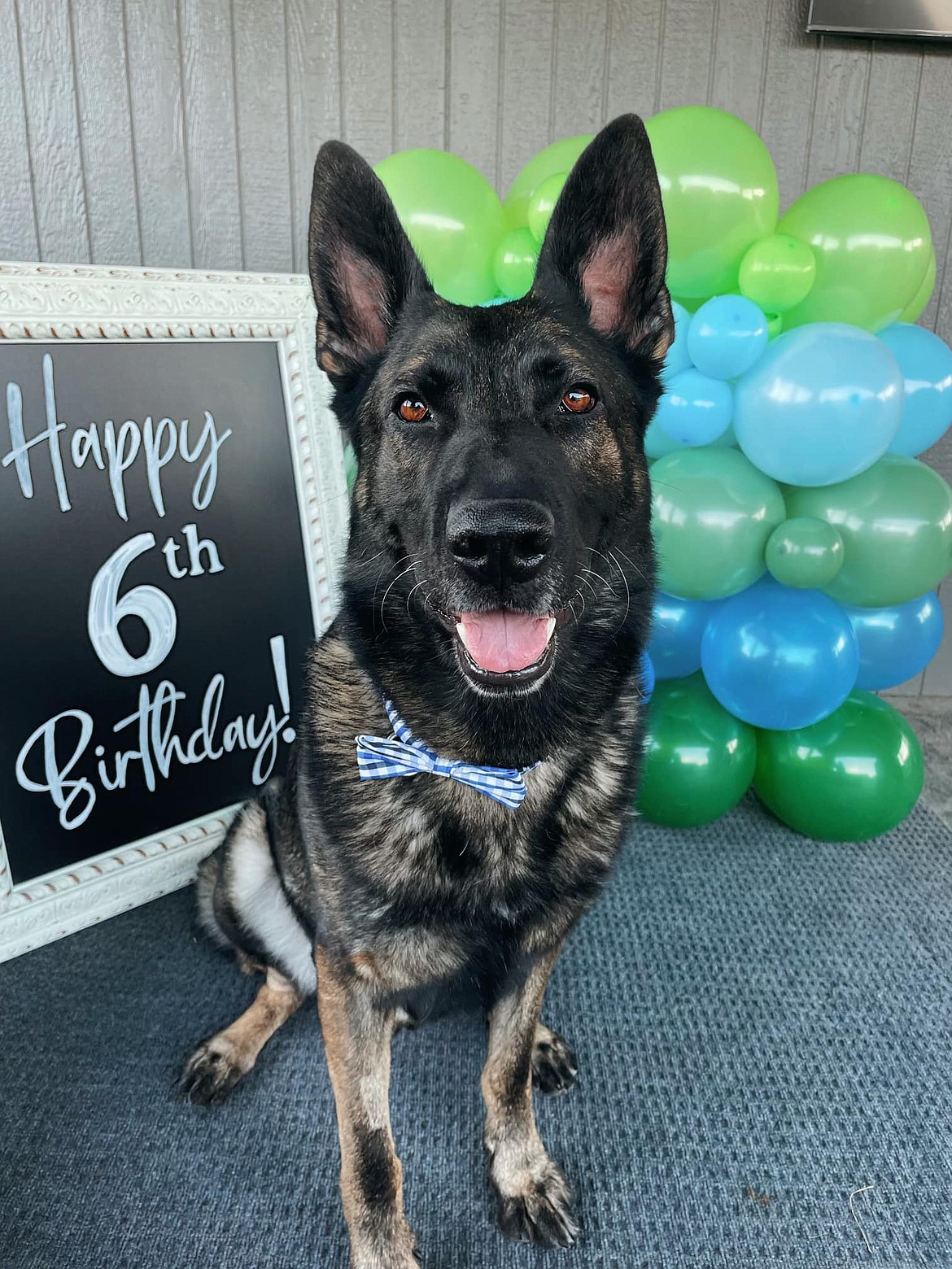 GCSO K9 Officer Zedd poses for a picture on his 6th birthday in 2022. Zedd has developed a condition similar to ALS – Lou Gehrig's disease – in humans, so will be retiring soon in order to ensure the best quality of life possible for him. His handler, Deputy Luis Jimenez, will be working with a new partner named Uno.