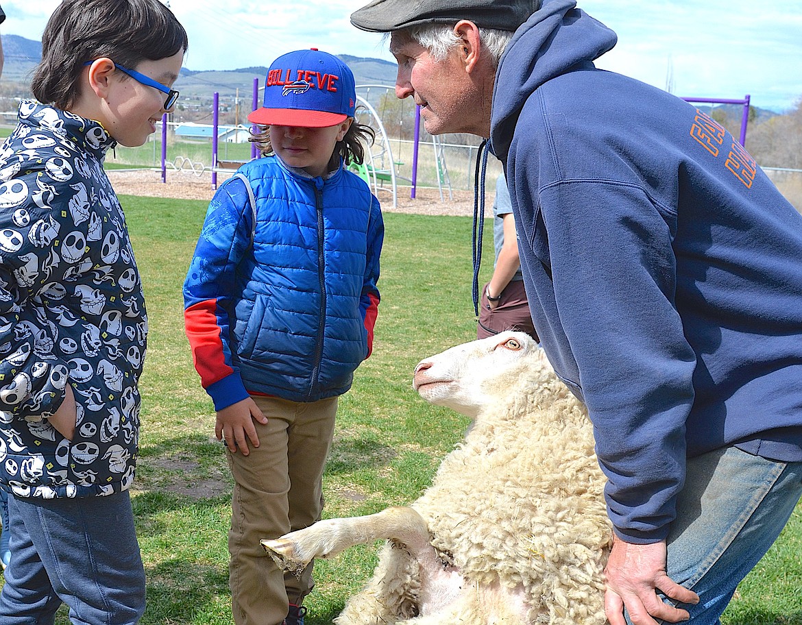 Sheep-shearer Will Tusick faces off with a curious member of the Polson Boys and Girls Club last Thursday during his shearing demonstration. (Kristi Niemeyer/Leader)