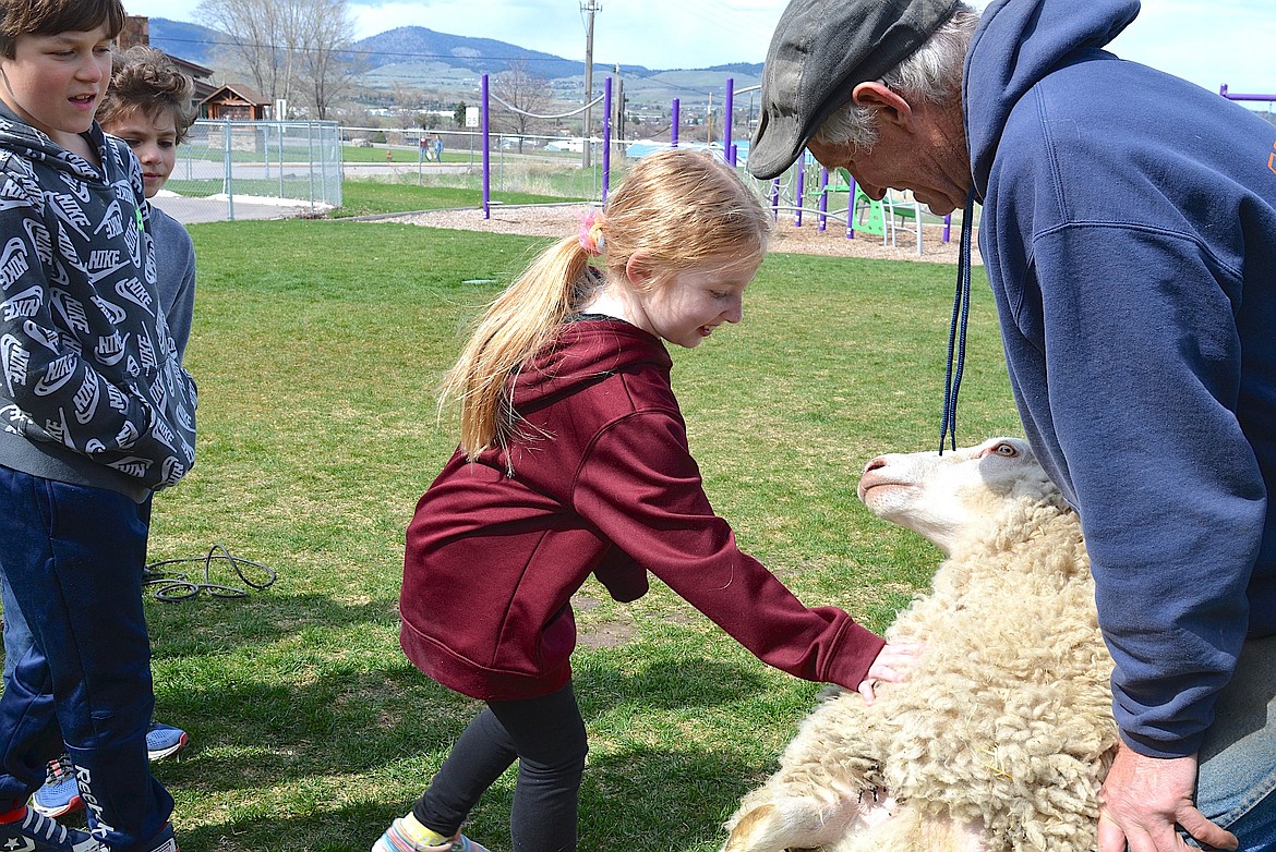 "It feels like putting my hand in a spiderweb" was one of the descriptions offered at the Boys and Girls Club in Polson last Thursday as kids plunged their fingers into Daisy's fleece under supervision of her owner, Will Tusick. (Kristi Niemeyer/Leader)