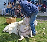 Defrocking Miss Daisy: Sheep shearer and spinners share wool basics