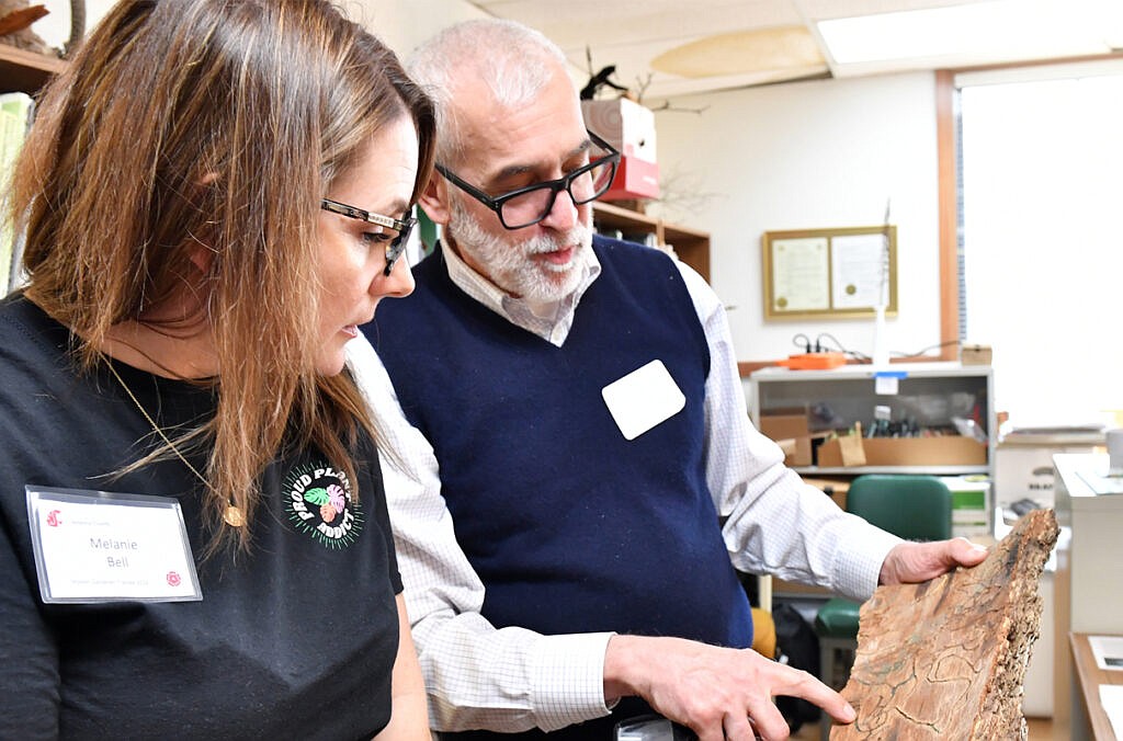 Melanie Bell, left, listens as Master Gardener Timothy Diko shows how the tracks created by pifson IPS bark beetles in the cambium cell layer of a tree illustrate how deadly these beetles are to trees and forests during a WSU Extension Master Gardener Entomology Lab training class Thursday, March 7, at the WSU Spokane County Extension Center.