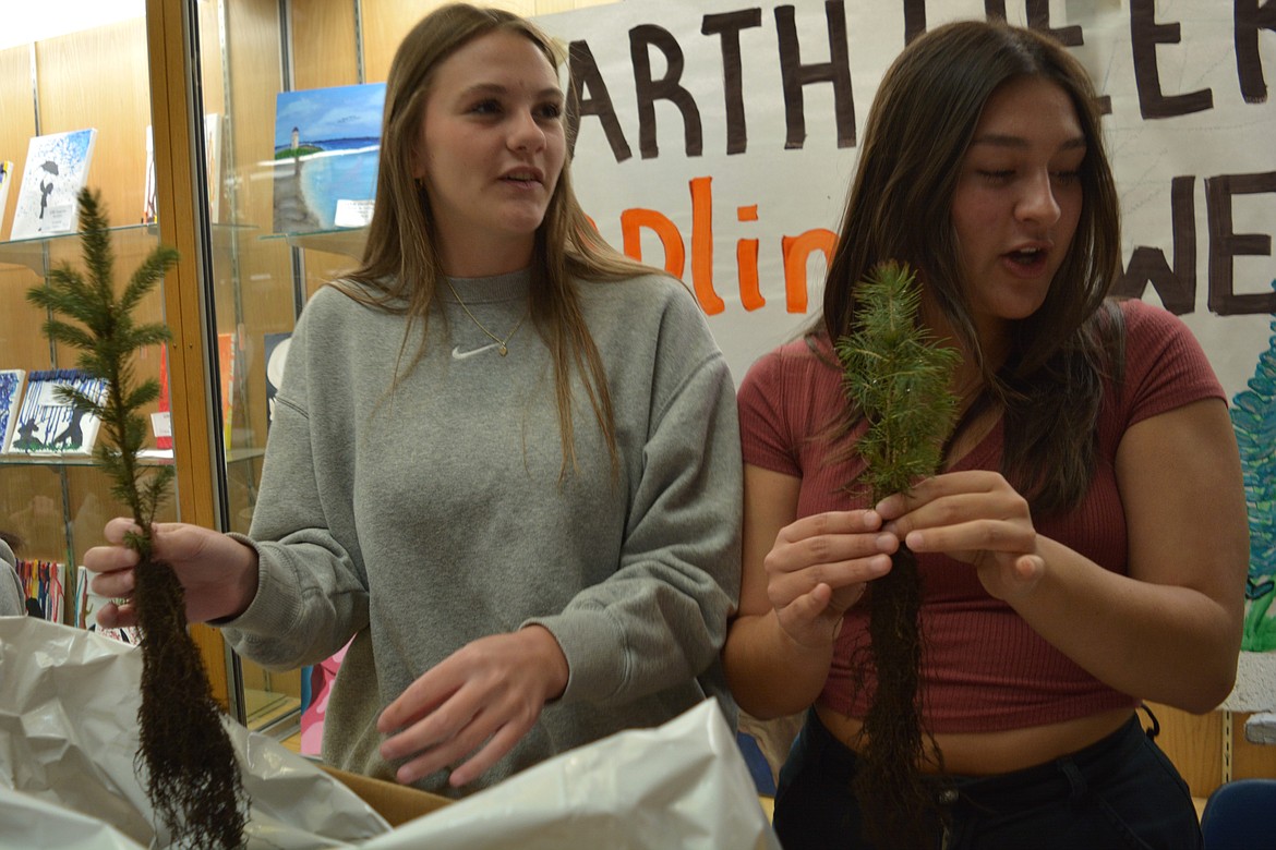 Lake City High School juniors Anne Tenbrink and Savannah Lujan discuss the lifespan of the Engelman spruce saplings the student council is selling this week as a celebration of Earth Day.
