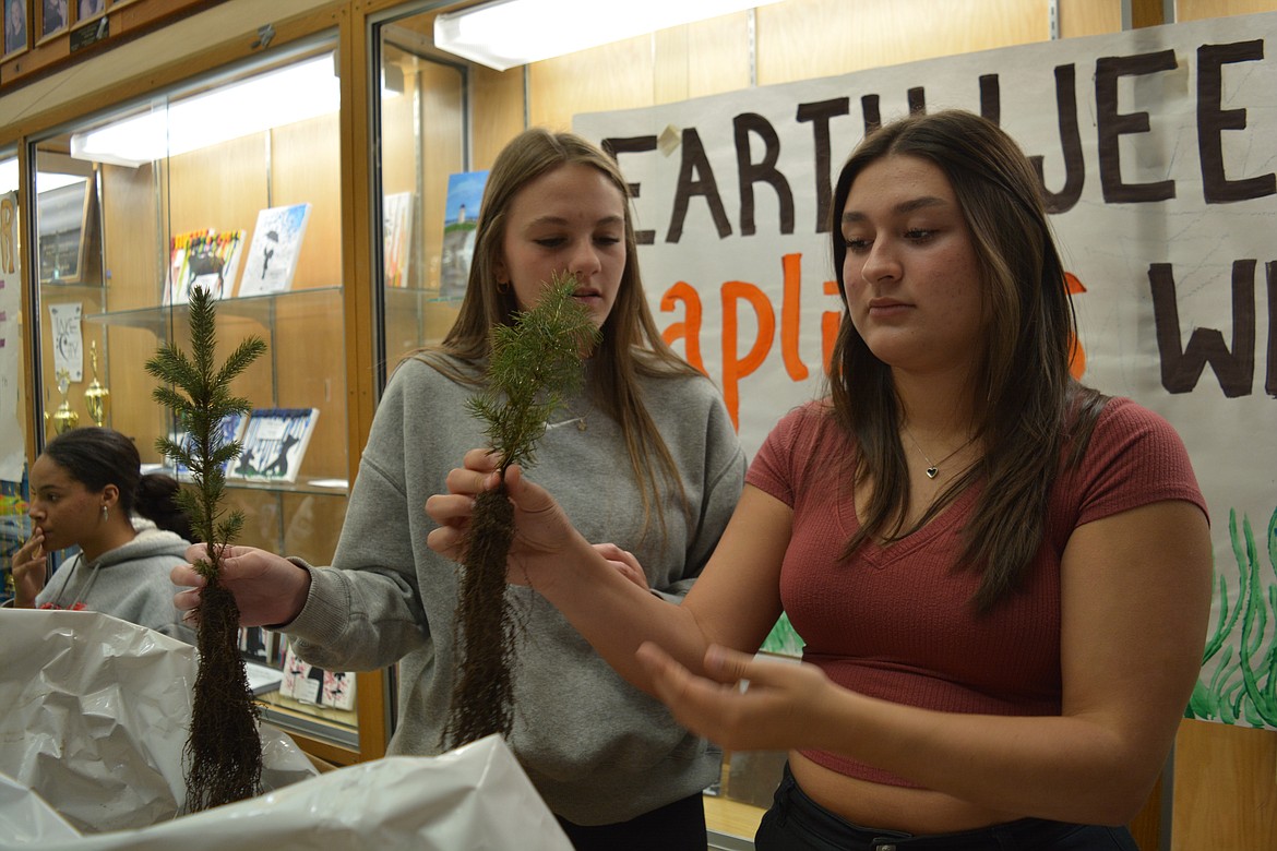 Lake City High School juniors Anne Tenbrink and Savannah Lujan discuss the lifespan of the Engelman spruce saplings the student council is selling this week as a celebration of Earth Day.