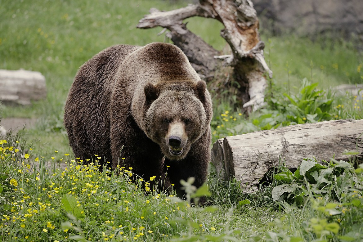 A grizzly bear roams an exhibit at the Woodland Park Zoo on May 26, 2020, in Seattle. The federal government plans to restore grizzly bears to an area of northwest and north-central Washington. Plans announced this week by the National Park Service and U.S. Fish and Wildlife Service call for the release of three to seven bears a year for five to 10 years to achieve an initial population of 25. (AP Photo/Elaine Thompson, File)